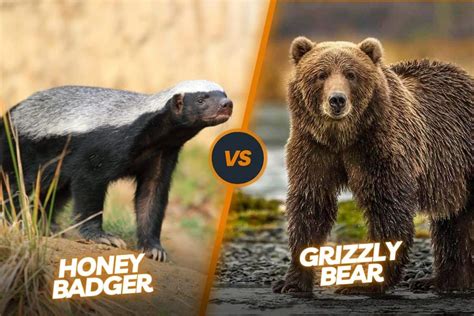 honey badger vs sloth